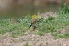 Yellow Wagtail at Gunners Park (Steve Arlow) (78383 bytes)